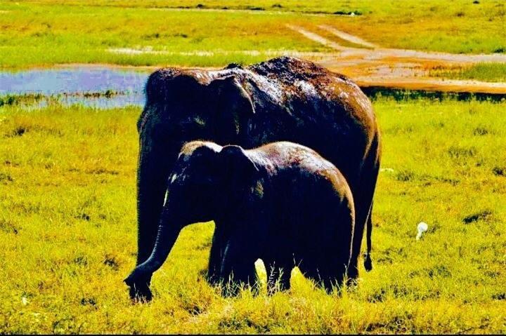 Arani Homestay Polonnaruwa Bagian luar foto